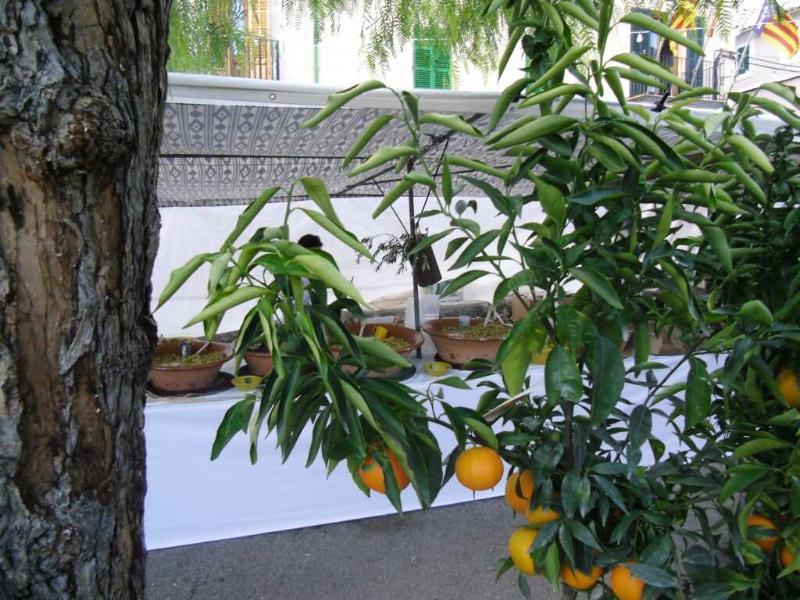 Finca Son Olive Selva  Dış mekan fotoğraf