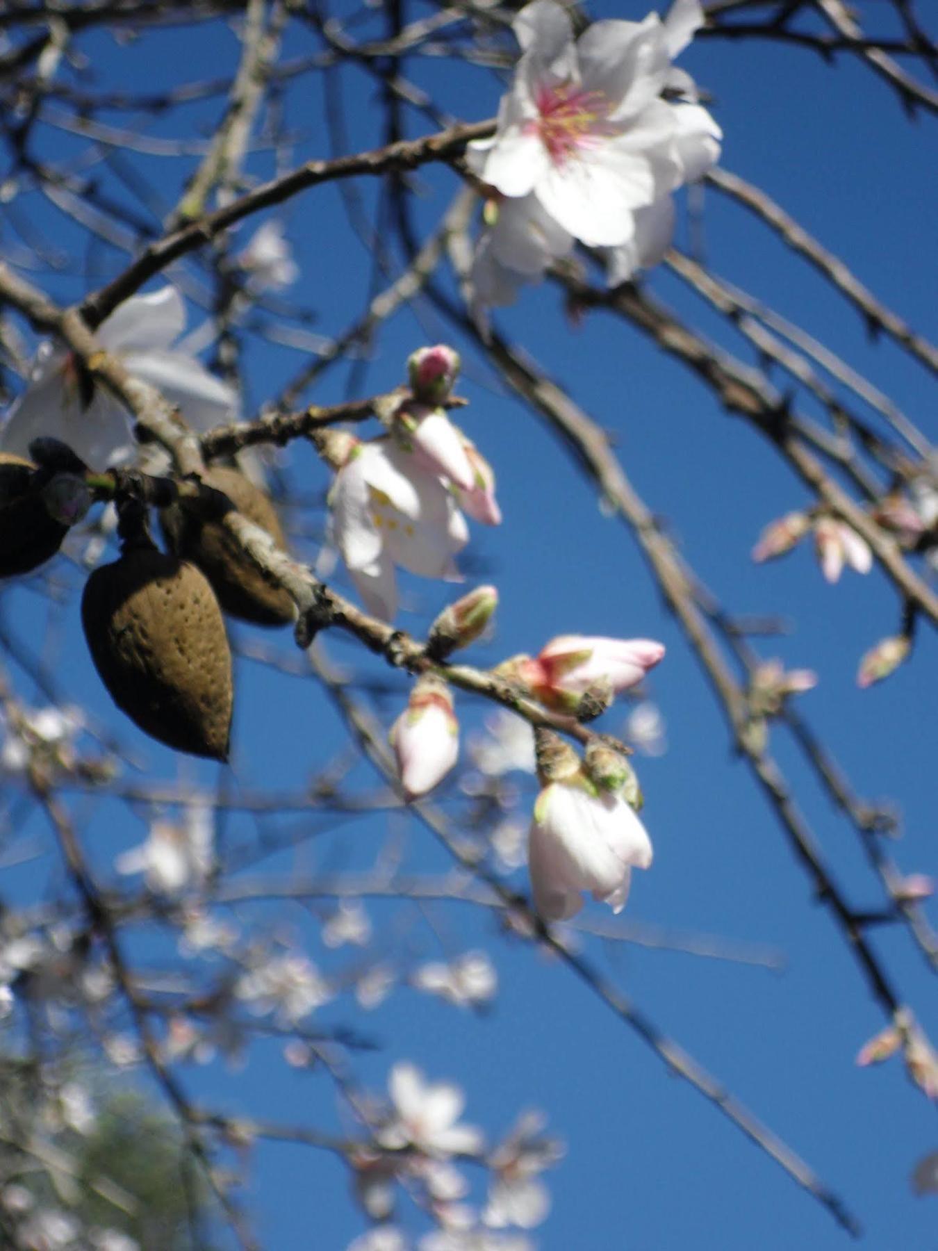 Finca Son Olive Selva  Dış mekan fotoğraf